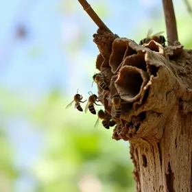 Nidificação de abelhas solitárias em ninhos artificiais em Teresina, Piauí.